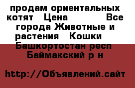 продам ориентальных котят › Цена ­ 5 000 - Все города Животные и растения » Кошки   . Башкортостан респ.,Баймакский р-н